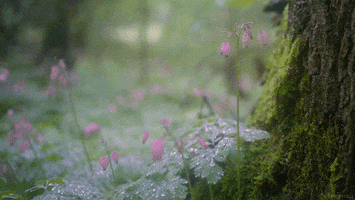 rain raining GIF by Living Stills