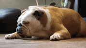 bulldog sneezing GIF by Danny Chang