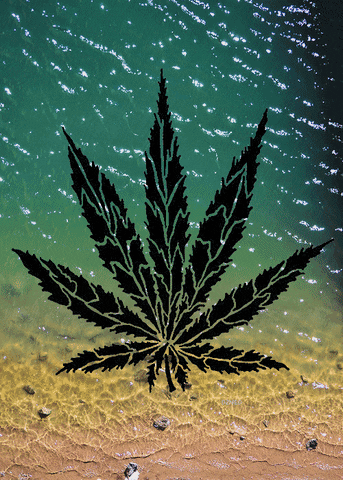 marijuana cannabis GIF