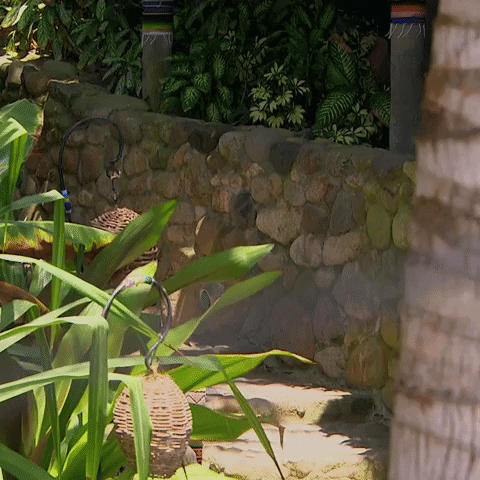 Season 6 GIF by Bachelor in Paradise