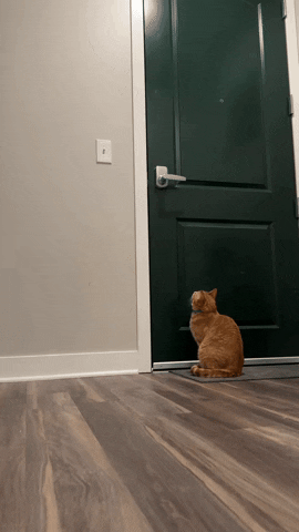 cuteanimalland giphyupload GIF