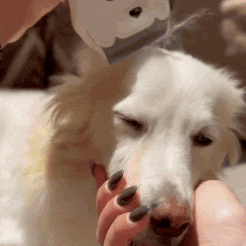 Furvr giphyupload GIF