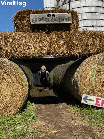 Halloween Maze Has A Bumpy Exit GIF by ViralHog