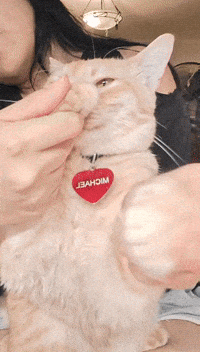 Funny Cat Scuba GIF