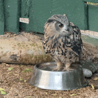 Eurasian Eagle Owl GIF by Valley Zoo Development Society