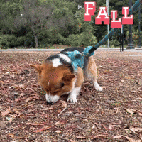 Fall Corgi GIF