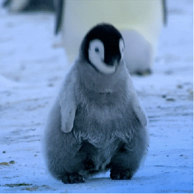 baby animal penguin GIF