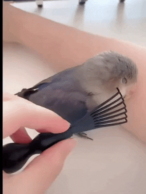 cuteanimalland giphyupload GIF