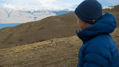 Excited Nat Geo GIF by National Geographic Channel