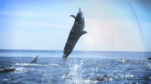 dolphins jumping GIF
