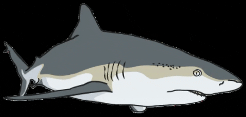 Orejademar giphygifmaker shark marine predator GIF