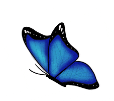 Larisamolinar butterfly butterflies blue butterfly GIF