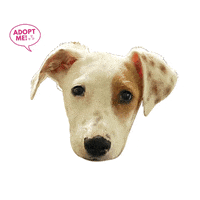GIF by NYC Second Chance Rescue