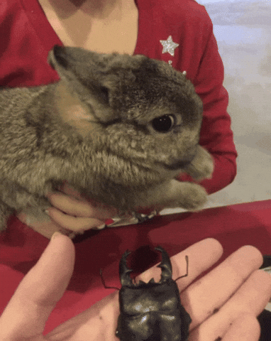 crazy1610 giphyattribution giphycreatortest GIF