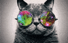 cat love GIF