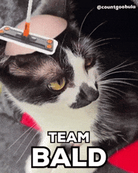 Tuxedo Cat GIF