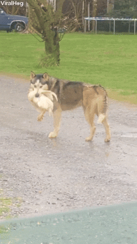 Video gif. Husky is caught holding a chicken gently in its jaws. It slowly puts the chicken down and the chicken walks away.