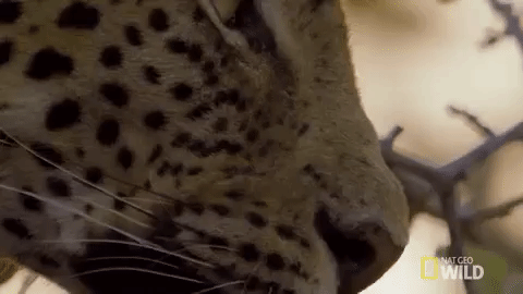 nat geo wild leopard GIF by Savage Kingdom