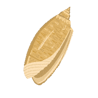 Beach Shell Sticker