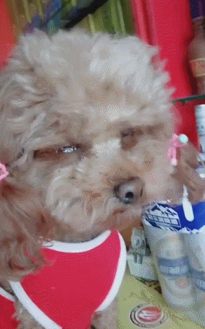 cuteanimalland giphyupload GIF