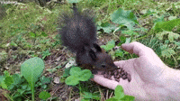 Squirrel Freezes After Feeding On Fresh Snacks