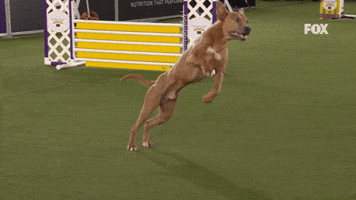 Look At The Air Brio Gets