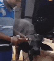Cow GIF