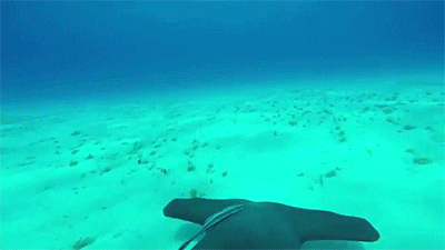gopro GIF
