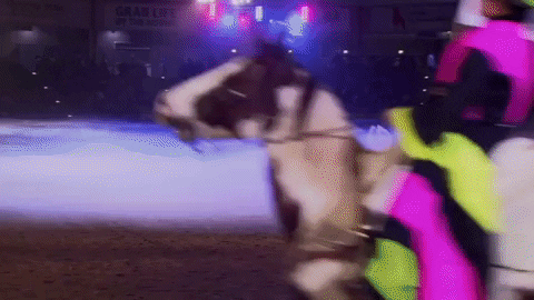 CSUSocial giphyupload dancing horse competition GIF