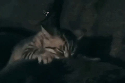 annamischke cat kitten orchestra biscuits GIF