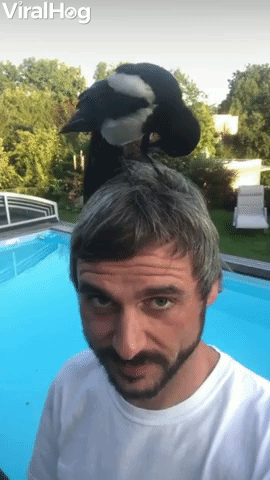 Trusting Magpie Stands on Man's Head