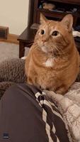 Not Feline It: Tabby Cat Unimpressed With Pizza Slice