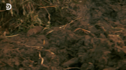Run Mouse GIF by Discovery Europe