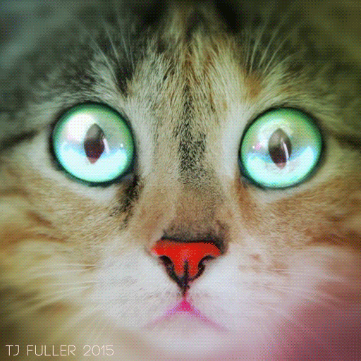 Cat Eyes GIF by TJ Fuller