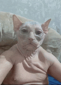 Cat Tuff GIF