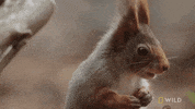 Red Squirrel GIF by Nat Geo Wild