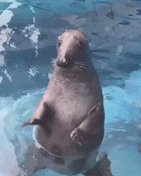 Whats Up Seal GIF by Respective