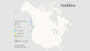 ancient murrelet GIF by audubon