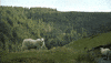 Sheep GIF by Culture Vannin