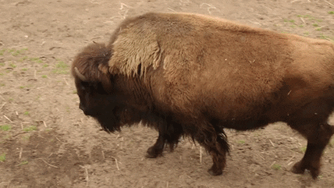 Bison Zooanimals GIF by ASL Connect