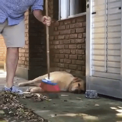 cuteanimalland giphyupload GIF