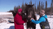 nat geo wild yukon vet GIF by Dr. Oakley, Yukon Vet