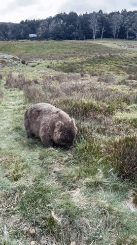 Nonchalant Wombat Ignores Group of Friends