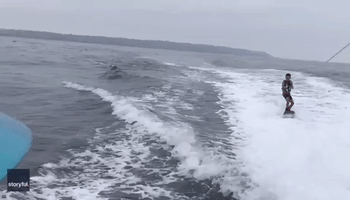 Dolphins Ride Waves Alongside Wakeboarder Off San Diego Coast