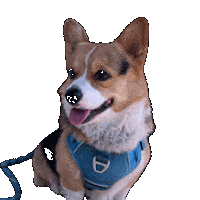 Corgi Milo Sticker