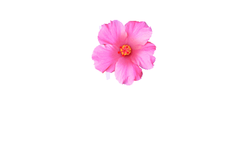 Flower Sticker by Schick Latam