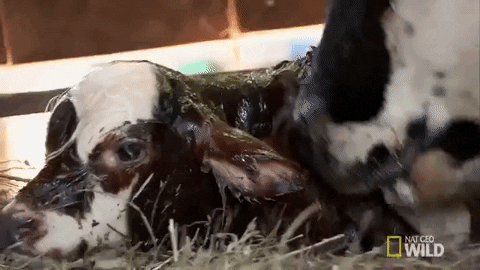 Nat Geo Wild Pet GIF by The Incredible Dr. Pol