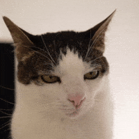 Cat Starring GIF