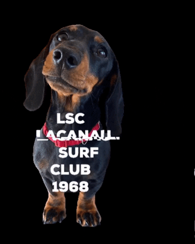LacanauSurfClub giphygifmaker surf lsc lacanau GIF