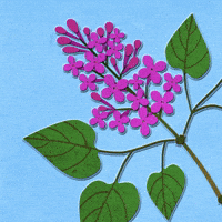Flowers Spring GIF
